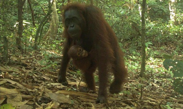 Ngày nay, chỉ có thể tìm thấy đười ươi ở đảo Sumatra và Borneo của Indonesia do môi trường sống của loài này bị phá hủy bởi hoạt động phá rừng lấy đất trồng cọ. Số lượng cá thể đười ươi đã giảm khoảng 50% trong 60 năm qua.