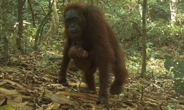 Ngày nay, chỉ có thể tìm thấy đười ươi ở đảo Sumatra và Borneo của Indonesia do môi trường sống của loài này bị phá hủy bởi hoạt động phá rừng lấy đất trồng cọ. Số lượng cá thể đười ươi đã giảm khoảng 50% trong 60 năm qua.
