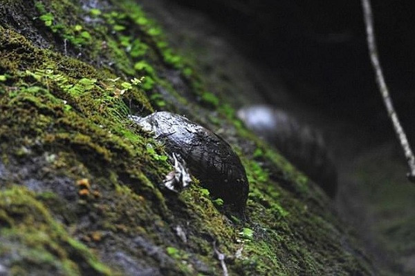 Nổi lên giữa mặt vách đá gồ ghề là những ''hòn đá trứng'' lồi hình tròn nhẵn nhụi, kích thước khác nhau. Theo thời gian chúng càng ngày càng lớn hơn, dần lộ ra và khi không thể bám trên vách nữa thì rơi xuống để nhường chỗ cho những ''quả trứng" mới.