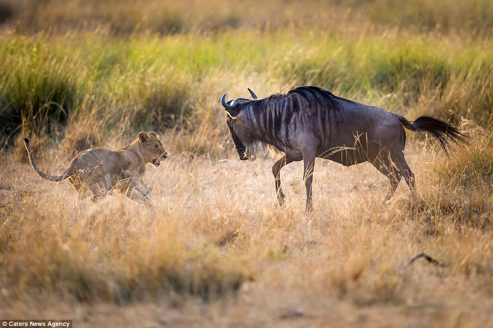 Chính vì thế, không quá lạ khi linh dương đầu bò thường bỏ mạng mỗi khi gặp kẻ săn mồi như sư tử hay cá sấu.