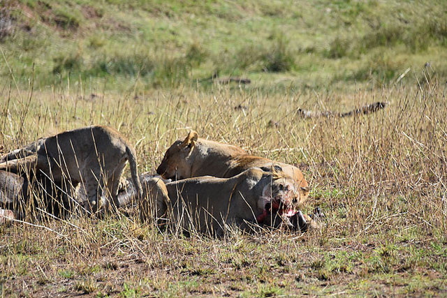 Đáng sợ hơn, một trong số những con sư tử còn lôi xác chú linh dương đầu bò con ra khỏi bụng mẹ để ăn thịt.