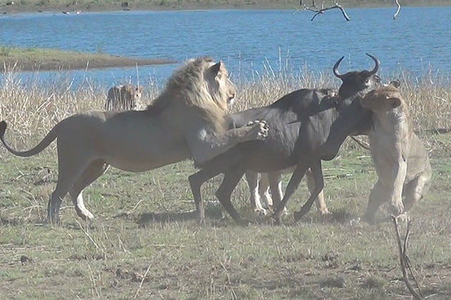 Con linh dương đáng thương lọt vào mắt xanh của cả bầy sư tử phía xa.