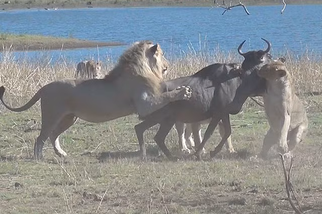 Con linh dương đáng thương lọt vào mắt xanh của cả bầy sư tử phía xa.