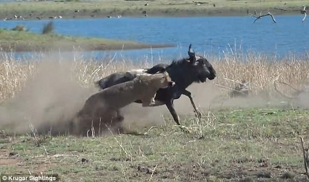 Thế nhưng do thân hình quá nặng nề và cái bụng quá to vì đang ở những ngày cuối của thai kỳ nên chú linh dương đã không thể chạy thoát.