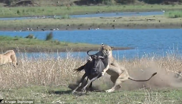 Linh dương dùng hết sức bình sinh chạy thoát.