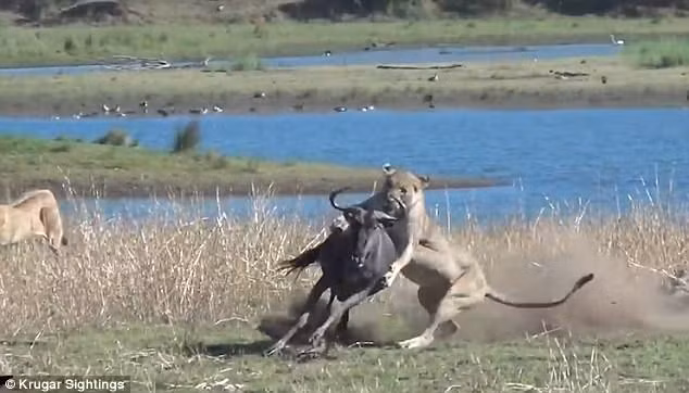 Linh dương dùng hết sức bình sinh chạy thoát.