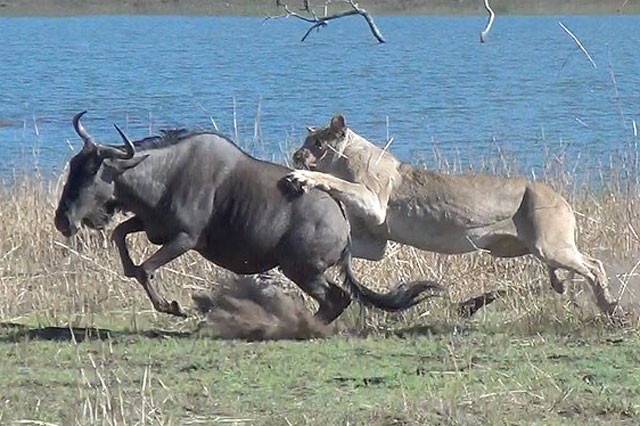 Một trong những chú linh dương kém may mắn đã không thoát được móng vuốt của sư tử. Và không may hơn nữa khi đây là một con linh dương đang mang thai.