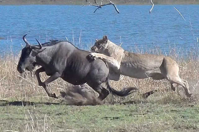 Một trong những chú linh dương kém may mắn đã không thoát được móng vuốt của sư tử. Và không may hơn nữa khi đây là một con linh dương đang mang thai.