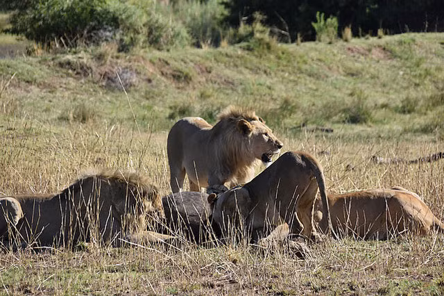 Bầy sư tử thưởng thức thành quả một cách ngon lành trong những giây phút vật lộn gay cấn.