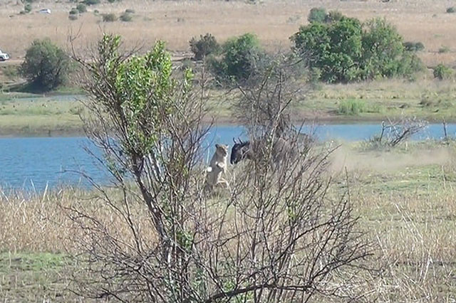Đàn linh dương đầu bò tới hồ nước trong Vườn quốc gia Pilanesberg để uống nước nhưng không biết rằng một đàn sư tử hung dữ đang ngụy trang sau bụi cây phục kích để kiếm mồi cho bữa trưa của mình.