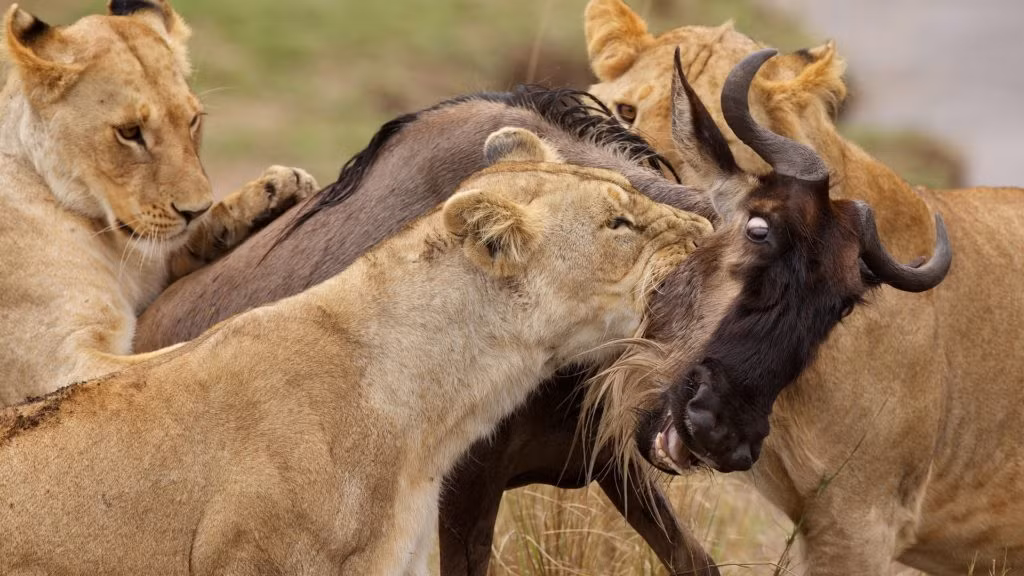Cảnh cả đàn sư tử tấn công một con linh dương, dù có cái sừng khủng và thân hình to lớn nhưng con vật này vẫn ''bất lực''.