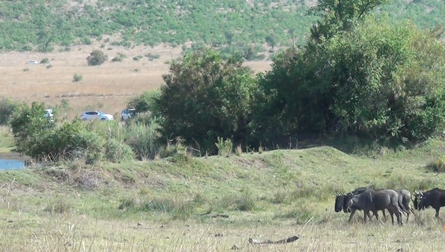 Tarryn Rae, 32 tuổi – hướng dẫn viên thực địa của Vườn quốc gia Pilanesberg, Nam Phi đã ghi lại được một cảnh tượng kinh hoàng trong thế giới hoang dã. Khoảnh khắc bầy sư tử khát máu săn linh dương đầu bò mang thai vô cùng khốc liệt khiến nhiều người ám ảnh.