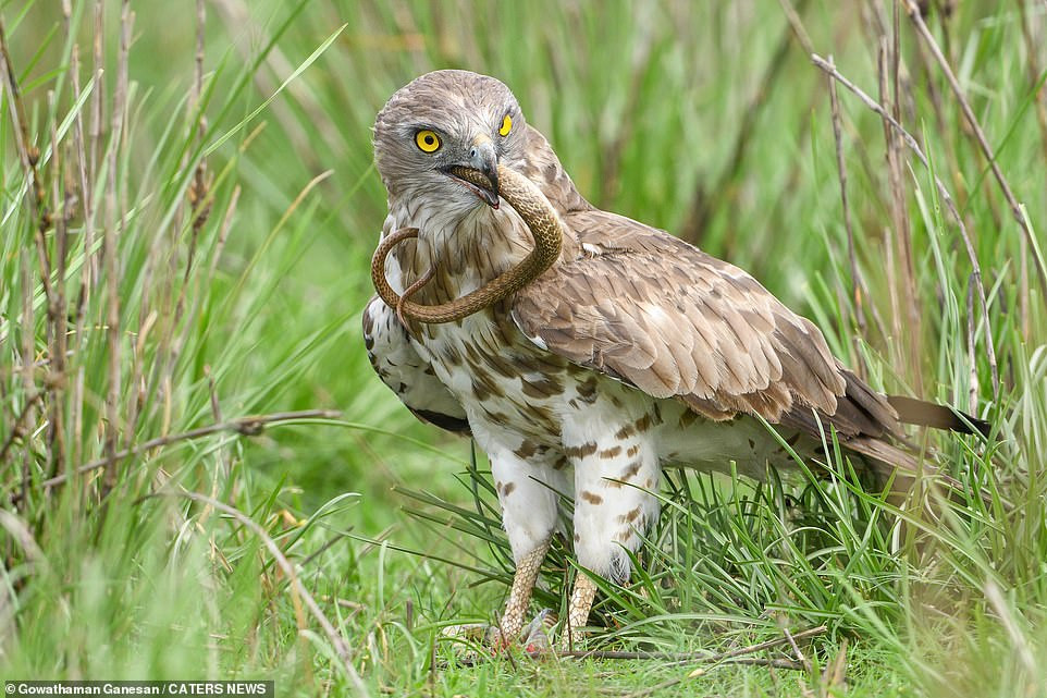 Nọc độc của rắn hổ mang chúa chứa độc tố thần kinh và chất độc gây hại cho tim.