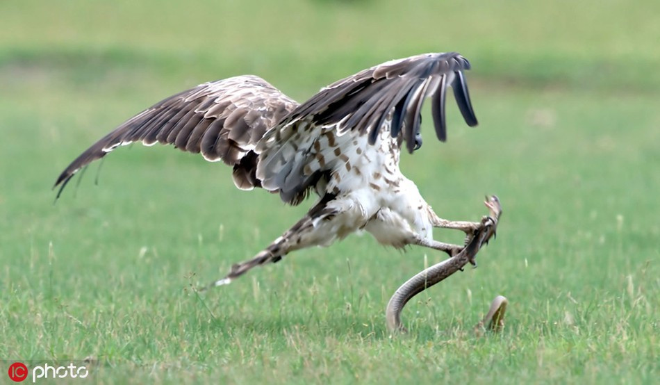 Sau 30 phút kịch chiến không khoan nhượng, do chênh lệch về thiên phú, kích thước và sức lực, rắn hổ mang dường như trở nên kiệt sức dưới vuốt chúa tể bầu trời.