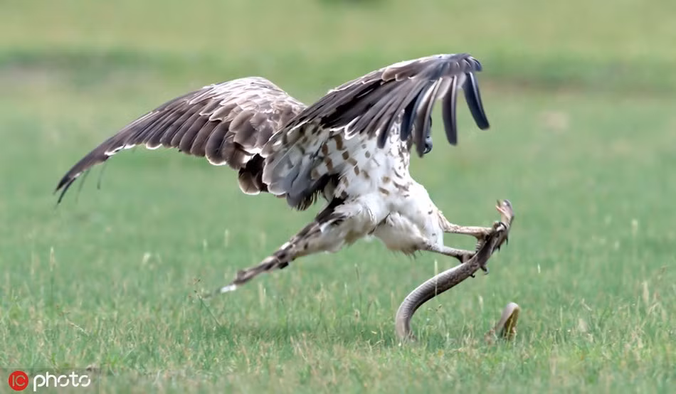 Sau 30 phút kịch chiến không khoan nhượng, do chênh lệch về thiên phú, kích thước và sức lực, rắn hổ mang dường như trở nên kiệt sức dưới vuốt chúa tể bầu trời.