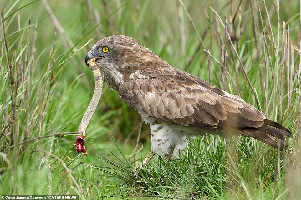 Rắn hổ mang Ấn Độ (Naja naja) thuộc họ Rắn hổ, cùng với rắn cạp nia, rắn hổ bướm và rắn lục hoa cân nó là một thành viên trong nhóm "tứ đại" gây ra nhiều ca tử vong nhất.