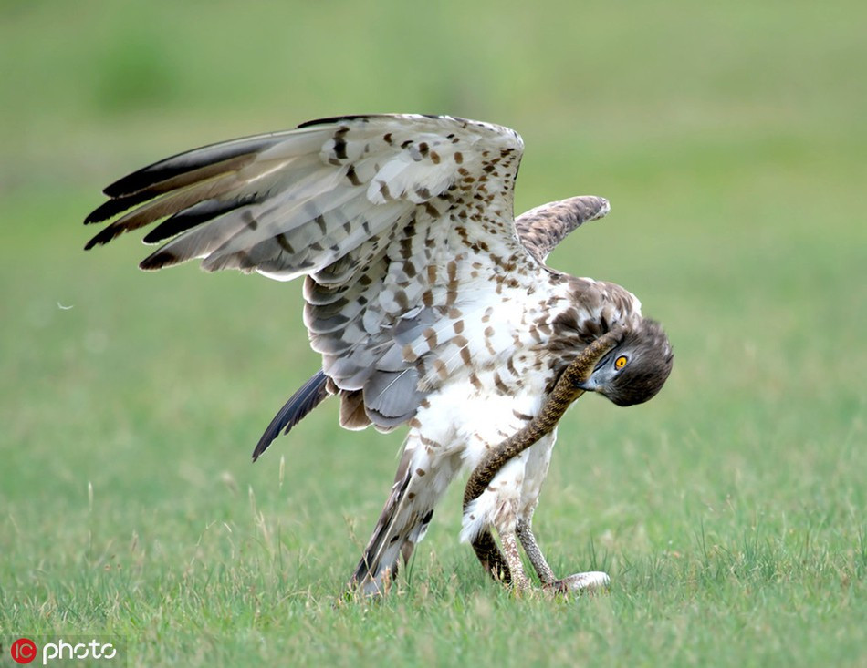 Karthik Ramamurthy cho biết, trong suốt 8 năm, anh đã chụp rất nhiều hình ảnh về những kẻ săn mồi tự nhiên trong khu vực, thế nhưng vẫn sững sỡ khi được chứng kiến trận chiến đỉnh cao giữa rắn hổ mang và đại bàng.