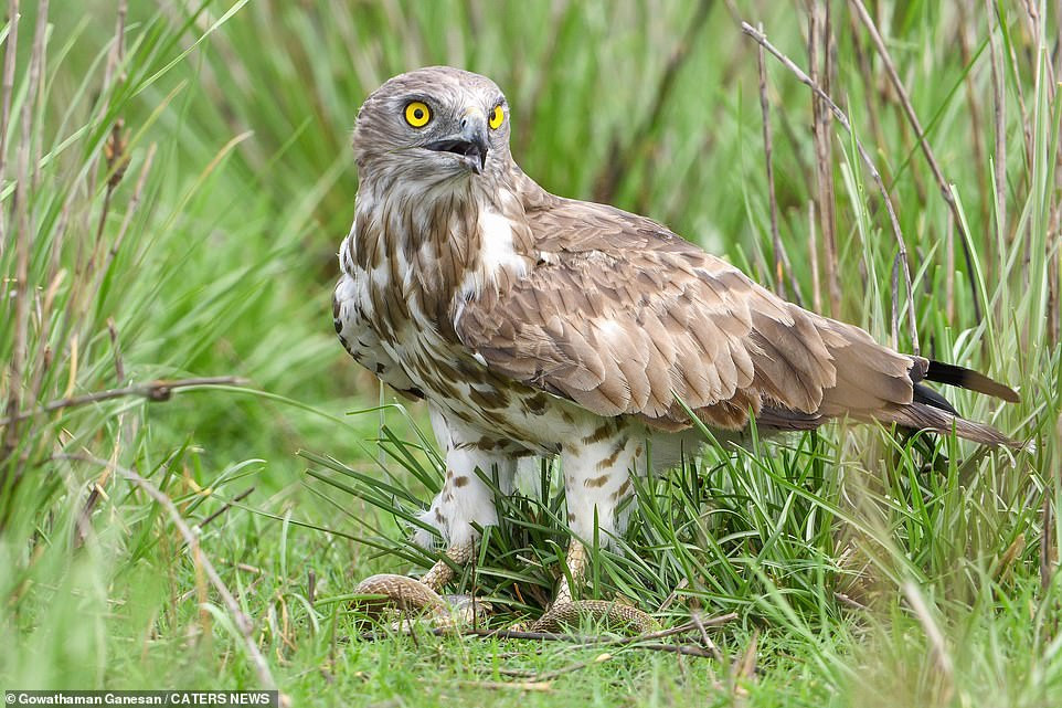 Sau hồi giằng co mệt mỏi, đại bàng đã đạt được thứ mình muốn là con rắn dài khoảng 1,2 m. Nó tha con mồi về nơi khác như muốn giữ cho riêng mình.