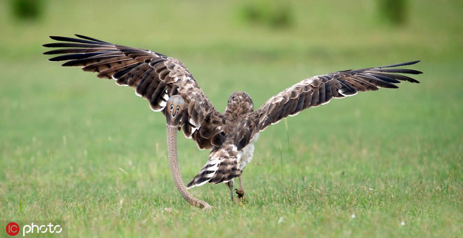 Rắn hổ mang ngóc cao đầu để tạo thế ngang hàng với đại bàng, tranh thủ ra đòn tấn công chớp nhoáng để đại bàng không kịp đối phó. Nhưng đại bàng thể hiện bản lĩnh săn mồi kỳ cựu bằng cách quay lưng lại khiến rắn hổ mang cắn sượt qua lông.