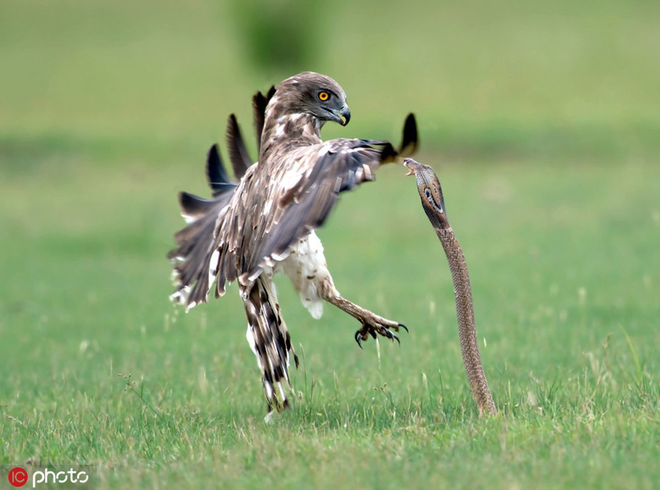 Con rắn hổ mang chúa đang nhẹ nhàng trườn trên bãi cỏ để tìm mồi thì bị chim đại bàng lượn trên trời cao phát hiện.