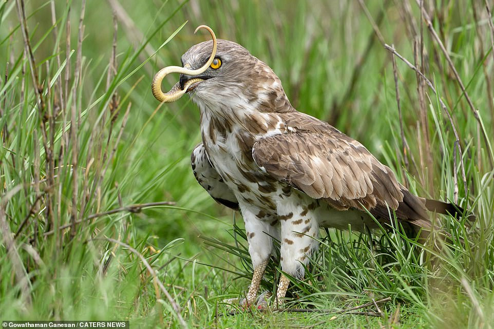 Hung dã và nguy hiểm là thế, hổ mang cực độc vẫn tan xác thảm hại dưới vuốt ''chúa tể trời xanh''.