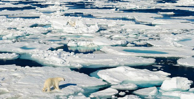 Sự thật là Bắc Cực sắp biến mất và loài gấu trắng nơi đây sắp tuyệt chủng. Trong vòng 50 năm tới, tác động của hiện tượng ấm dần lên toàn cầu có thể khiến lớp băng dày ở Bắc Cực tan chảy nhanh chóng.