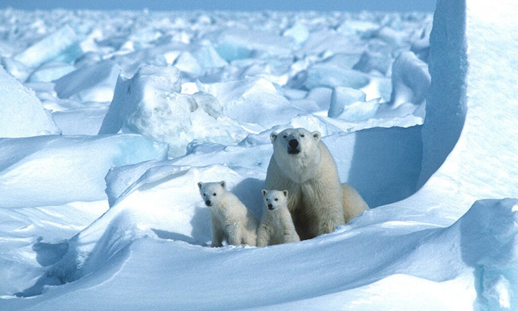 Ai sống ở Bắc Cực: Hệ thống sinh thái ở nơi khắc nghiệt nhất Trái Đất lại đa dạng đến không ngờ, đó là một trong những sự thật bí ẩn về Bắc Cực mà con người phát hiện ra. Ngoài gấu Bắc Cực, nơi đây còn là nhà của các loài sinh vật biển như cá kình, cá voi lưng gù,...