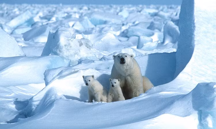 Ai sống ở Bắc Cực: Hệ thống sinh thái ở nơi khắc nghiệt nhất Trái Đất lại đa dạng đến không ngờ, đó là một trong những sự thật bí ẩn về Bắc Cực mà con người phát hiện ra. Ngoài gấu Bắc Cực, nơi đây còn là nhà của các loài sinh vật biển như cá kình, cá voi lưng gù,...