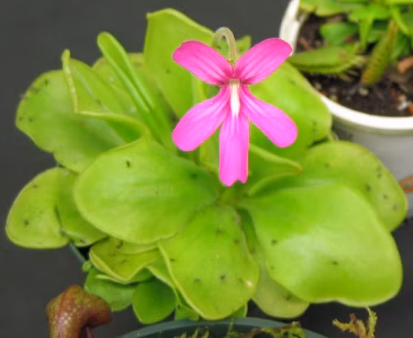 Một trong những kẻ ăn thịt đáng sợ trong thế giới thực vật là cây cỏ bơ cho hoa màu sắc sặc sỡ, thường sống ở những khu vực ẩm ướt ở châu Mỹ, châu Âu và Bắc Á.