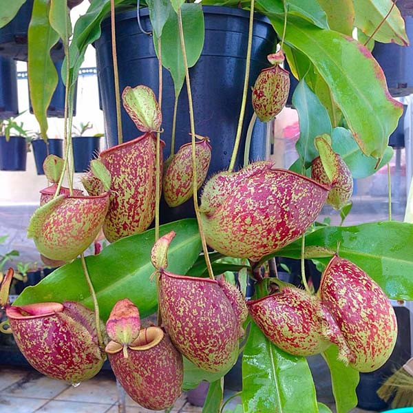 Nổi tiếng trong thế giới tự nhiên với vẻ ngoài độc đáo hình chiếc ấm nhưng ít ai ngờ rằng cây nắp ấm lại là nỗi ám ảnh của các loài côn trùng. Loài cây này phổ biển ở Trung Quốc, Malaysia, Indonesia, Philippines, Madagascar, Úc, Ấn Độ, Borneo và Sumatra.