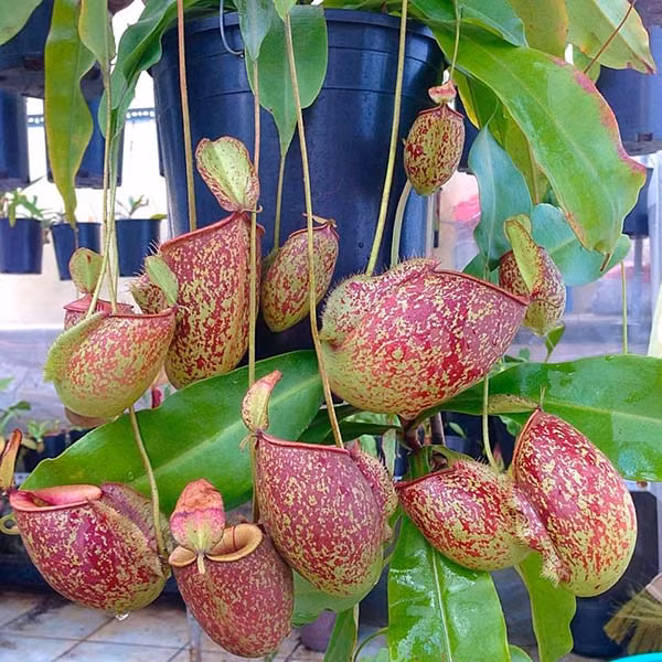 Nổi tiếng trong thế giới tự nhiên với vẻ ngoài độc đáo hình chiếc ấm nhưng ít ai ngờ rằng cây nắp ấm lại là nỗi ám ảnh của các loài côn trùng. Loài cây này phổ biển ở Trung Quốc, Malaysia, Indonesia, Philippines, Madagascar, Úc, Ấn Độ, Borneo và Sumatra.