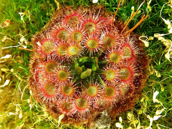 Là một loài cây ăn thịt phổ biến với hơn 170 phân loài khác nhau trên thế giới, cây gọng vó sở hữu vũ khí bí mật là những lông gai màu sắc sặc sỡ.