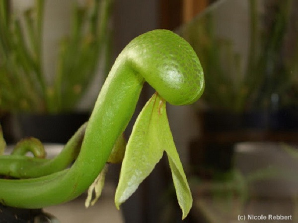 ''Chiếc lưỡi'' này sẽ tiết mật thu hút con mồi, sau đó cây tiết ra một loại nước nhấn chìm con mồi cho đến chết. Kết quả là con mồi đáng thương bị phân hủy bởi các vi sinh vật, còn cây sẽ hút loại nước trên để ''nuôi thân béo mầm''.