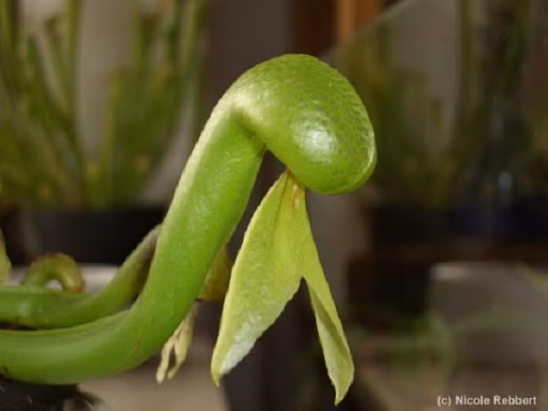 ''Chiếc lưỡi'' này sẽ tiết mật thu hút con mồi, sau đó cây tiết ra một loại nước nhấn chìm con mồi cho đến chết. Kết quả là con mồi đáng thương bị phân hủy bởi các vi sinh vật, còn cây sẽ hút loại nước trên để ''nuôi thân béo mầm''.