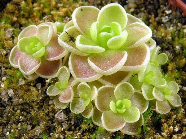 Vũ khí của loài cây này là những chiếc lá có các lỗ chứa chất dính hình giọt nước để thu hút, bẫy và tiêu hóa côn trùng. Khi con mồi đậu xuống, cây tiết ra nhiều chất nhầy hơn khiến chúng bị dính chặt, cuối cùng bị tiêu hóa.