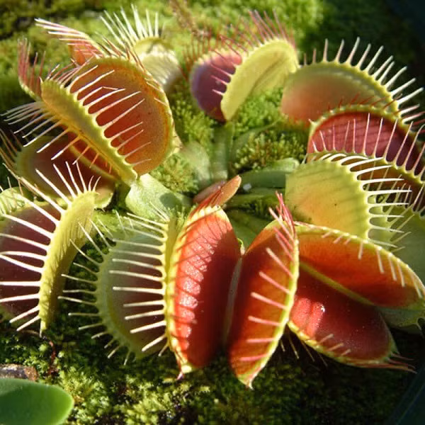 Khác với những cây hoa trên, cây bắt ruồi nổi tiếng là kẻ ăn thịt côn trùng đáng sợ nhất thế giới lại sở hữu vẻ ngoài khá đáng sợ. Lá cây có hình thù kỳ lạ như hình hai nắp chai úp vào nhau, mỗi lá đều có vô số gai nhọn.