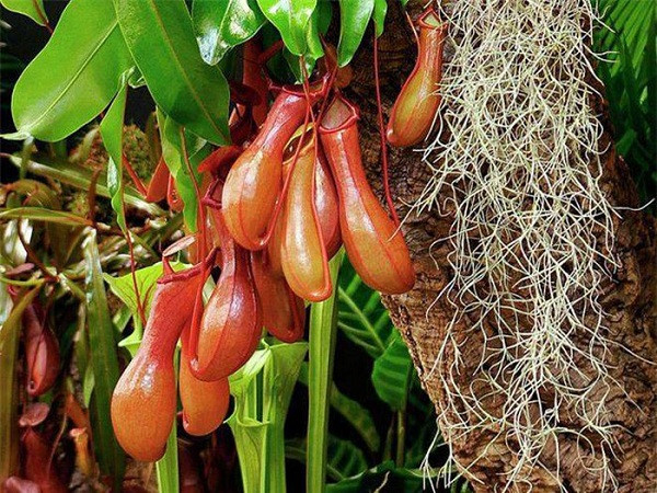 Màu sắc hoa cực kỳ cuốn hút côn trùng, bên trong ''chiếc ấm'' độc đáo thì chứa các chất nhầy là các enzim tiêu hóa, còn lông xung quanh để bắt con mồi. Khi con mồi bay vào, một phần lá hình chiếc nắp ngay lập tức khép lại tóm gọn.