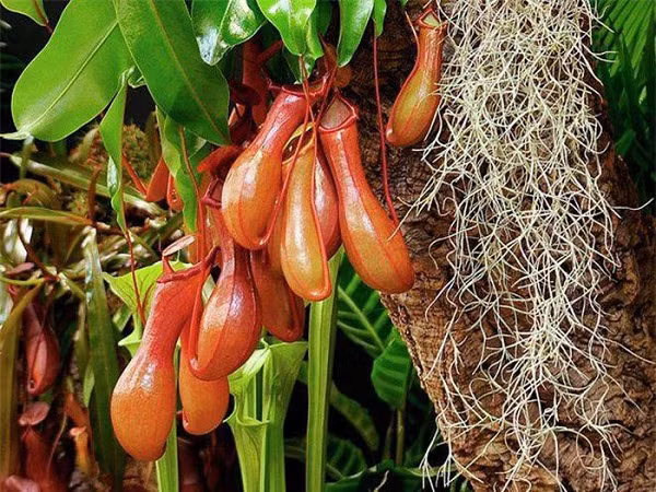 Màu sắc hoa cực kỳ cuốn hút côn trùng, bên trong ''chiếc ấm'' độc đáo thì chứa các chất nhầy là các enzim tiêu hóa, còn lông xung quanh để bắt con mồi. Khi con mồi bay vào, một phần lá hình chiếc nắp ngay lập tức khép lại tóm gọn.