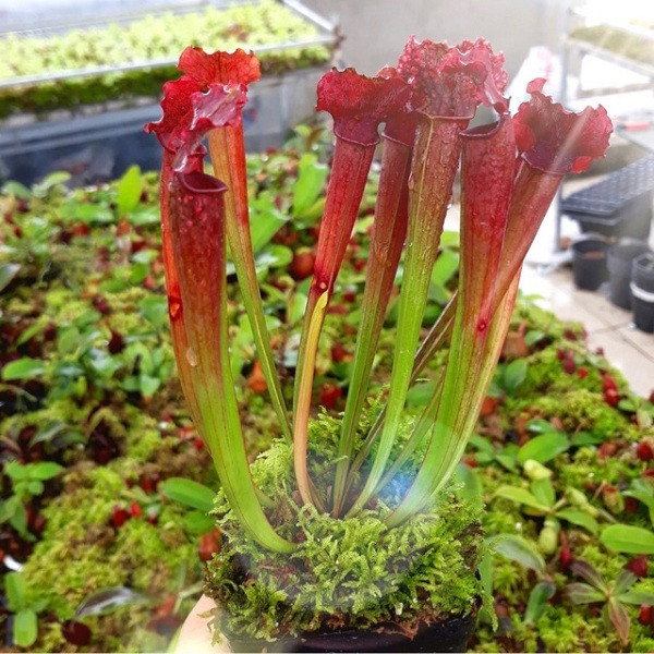 Lá cây này nằm sát mặt đất có dạng một bao đài, phiến lá của cây có nắp và bên trong có nhiều tuyến tiết mật thu hút sâu bọ. Khi sâu bọ không tỉnh táo mà sa vào thì cái kết chắc chắn là không tài nào thoát được.