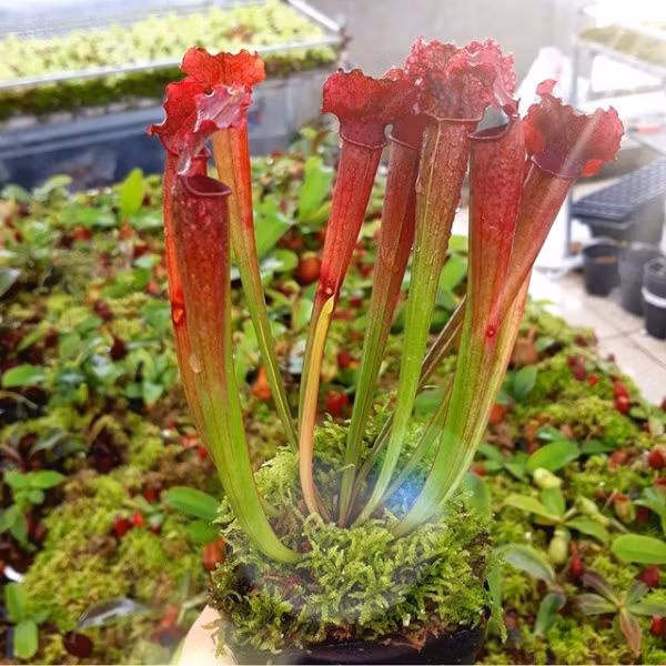 Lá cây này nằm sát mặt đất có dạng một bao đài, phiến lá của cây có nắp và bên trong có nhiều tuyến tiết mật thu hút sâu bọ. Khi sâu bọ không tỉnh táo mà sa vào thì cái kết chắc chắn là không tài nào thoát được.