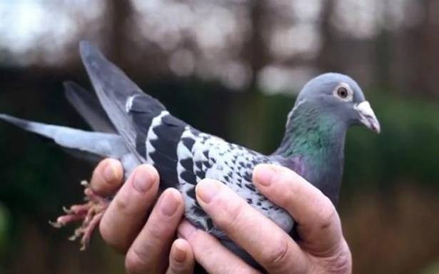 Chưa kể, nó còn sở hữu bộ lông với màu sắc cực đẹp và độc đáo.