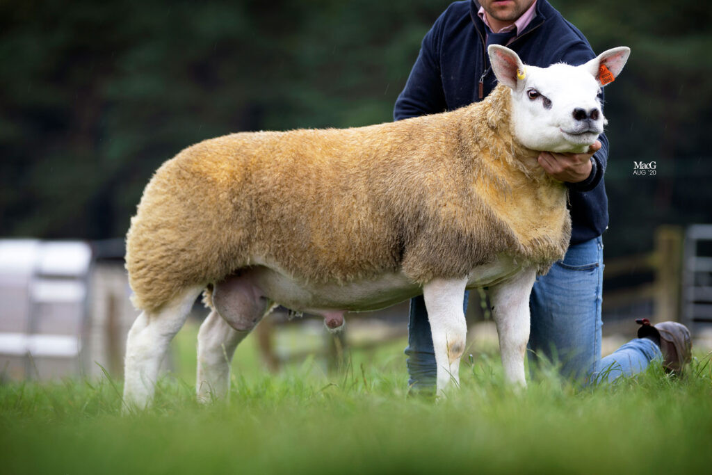 Con vật này sở hữu cơ thể khỏe mạnh, cường tráng, bộ lông thuộc loại chất lượng cao còn thịt của nó thuộc dạng thượng hạng. Với cơ thể tuyệt vời như thế, các nhà khoa học sẽ sử dụng phương pháp thụ tinh nhân tạo cừu Double Diamond với những con cái khác để lai tạo những con cừu tuyệt vời.