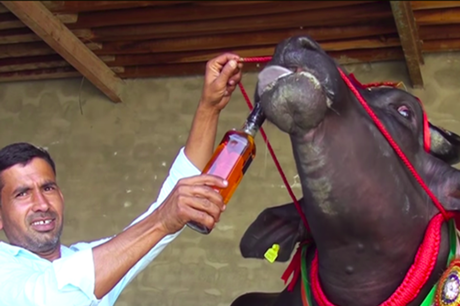 Sultan có sở thích kỳ lạ là phải uống rượu whisky thượng hạng mới có thể ngủ ngon được. Điều đó khiến Sultan trở thành thú cưng ''sang chảnh" nhất tại Ấn Độ.