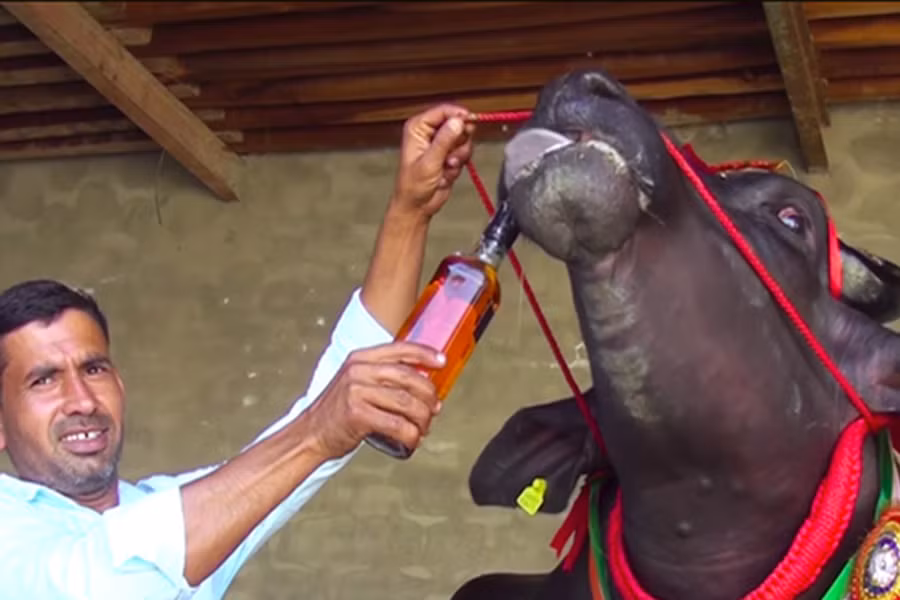 Sultan có sở thích kỳ lạ là phải uống rượu whisky thượng hạng mới có thể ngủ ngon được. Điều đó khiến Sultan trở thành thú cưng ''sang chảnh" nhất tại Ấn Độ.