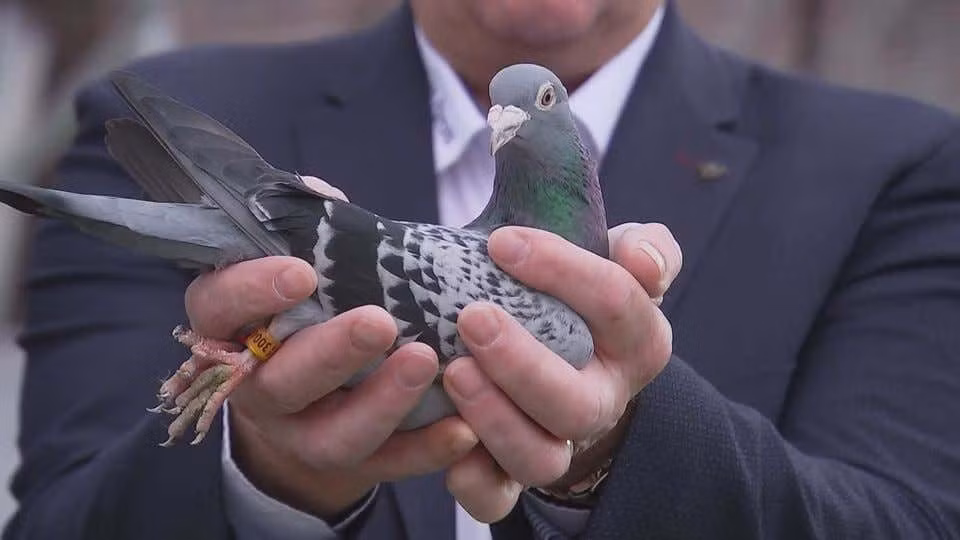 Năm 2019, chim bồ câu đua tên Armando gốc Bỉ trở thành con chim đắt nhất thế giới khi được một đại gia Trung Quốc giấu tên mua với số tiền là 1,5 triệu USD.
