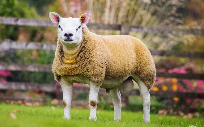 Double Diamond đã "xô đổ" kỷ lục mà cừu Deveronvale Perfection lập ra vào tháng 8-2009. Khi đó, cừu Deveronvale Perfection được bán với giá 231.000 bảng Anh.