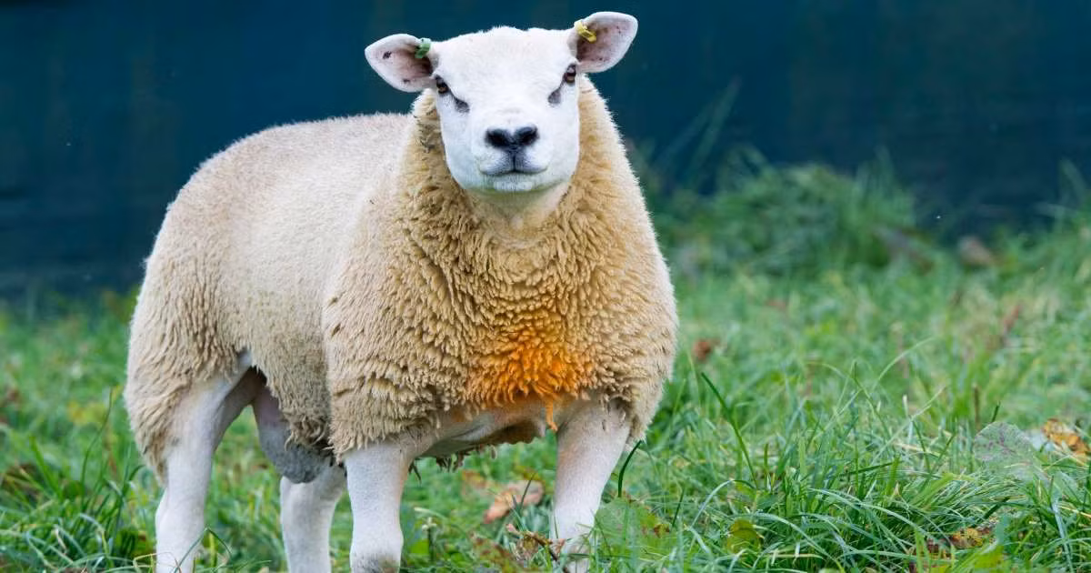 ''Gần nửa triệu USD nghe có vẻ là mức giá ''trên trời'' đối với một con cừu. Tuy nhiên, cừu Texel là giống rất tốt, hàng đầu ở Anh'', John Yates, Giám đốc điều hành Hiệp hội Cừu Texel ở Anh, nhận xét.