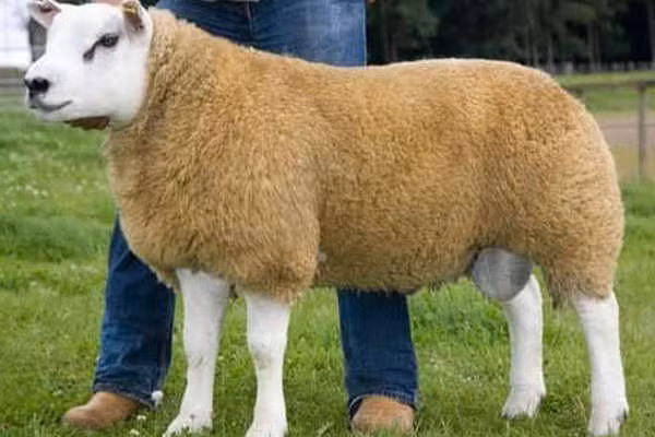 Len từ lông của những con cừu này được coi là hàng thượng phẩm trong ngành thời trang. Thịt của chúng cũng là loại hảo hạng.