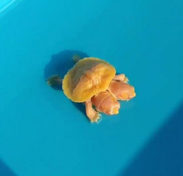 Một con rùa bạch tạng khác không chỉ có màu vàng độc đáo mà còn biến dị có tới hai đầu gây chú ý.