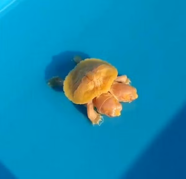 Một con rùa bạch tạng khác không chỉ có màu vàng độc đáo mà còn biến dị có tới hai đầu gây chú ý.